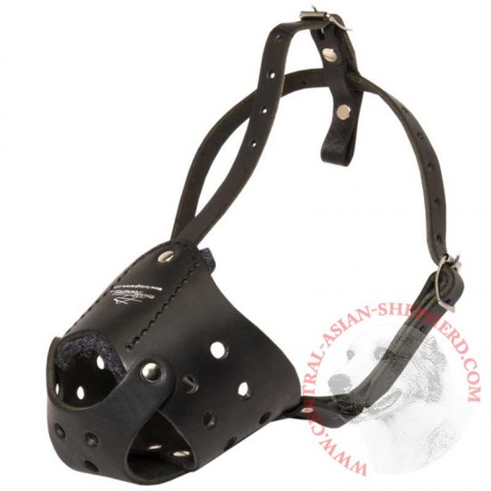 dog muzzle leash