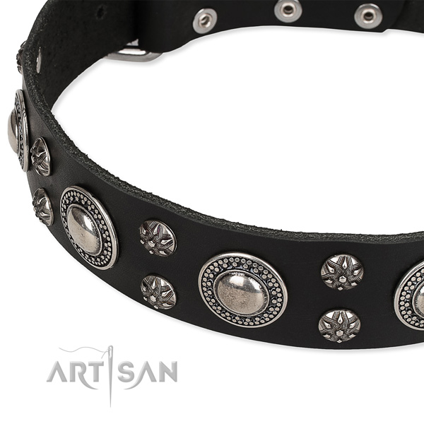 Basic training studded dog collar of quality genuine leather