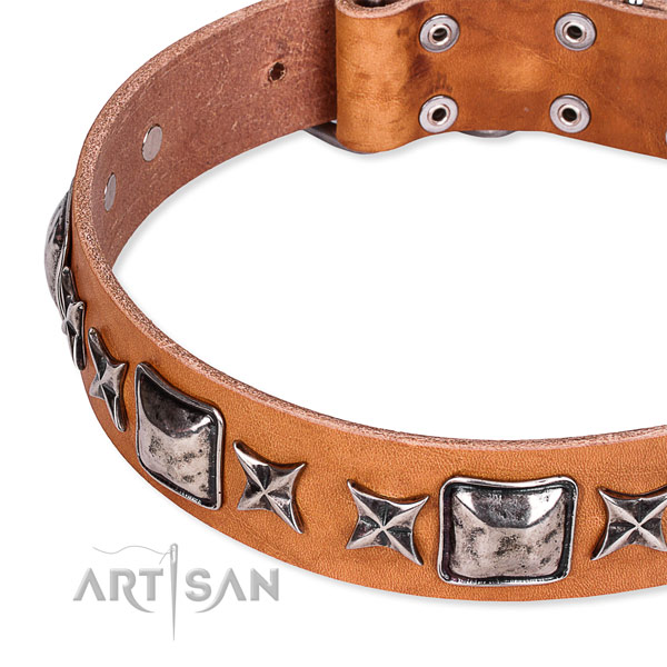 Walking studded dog collar of top quality full grain natural leather