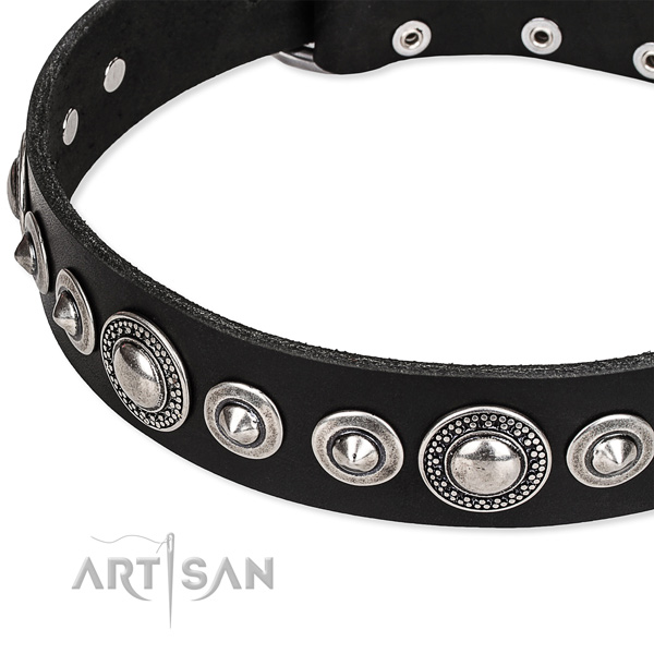 Daily walking studded dog collar of quality full grain natural leather