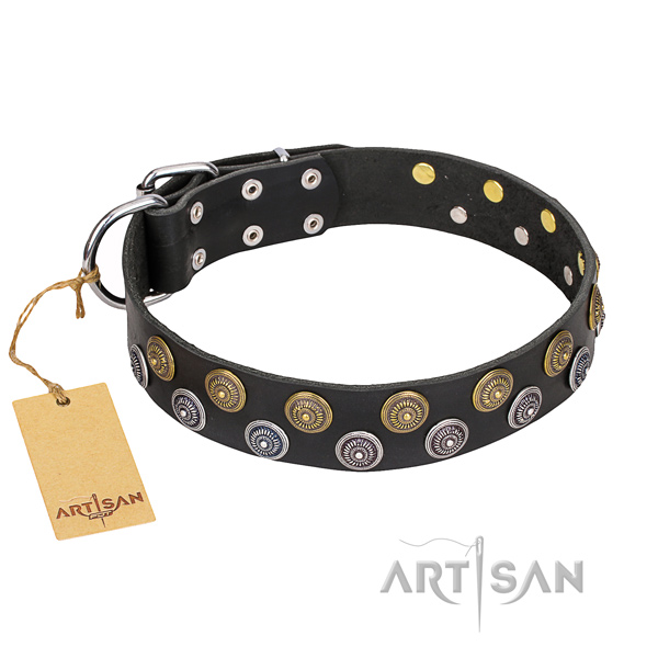 Walking dog collar of best quality leather with embellishments