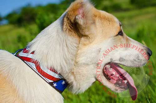 Leather Collar Painted for Central Asian Shepherd Daily Walking