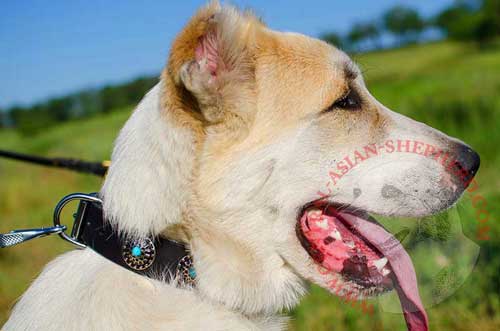 Leather Collar with Nickel Buckle and D-ring for Central Asian  Shepherd