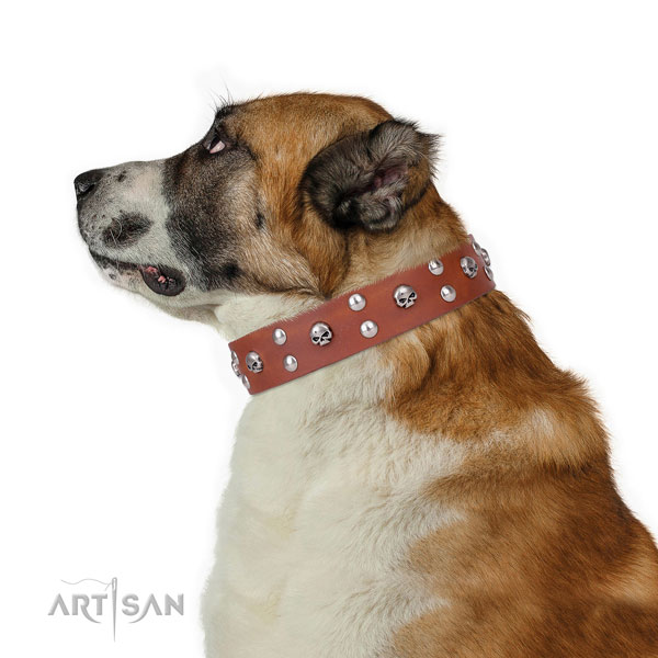 Daily use embellished dog collar of reliable genuine leather