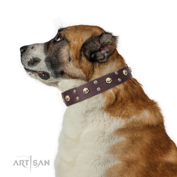 Everyday use decorated dog collar of reliable leather