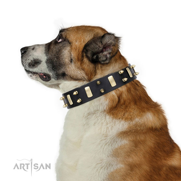 Daily use studded dog collar of quality genuine leather