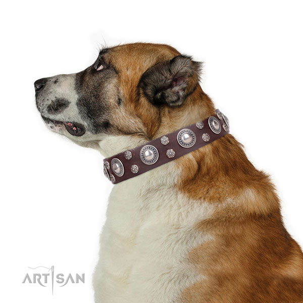 Everyday use studded dog collar of quality natural leather