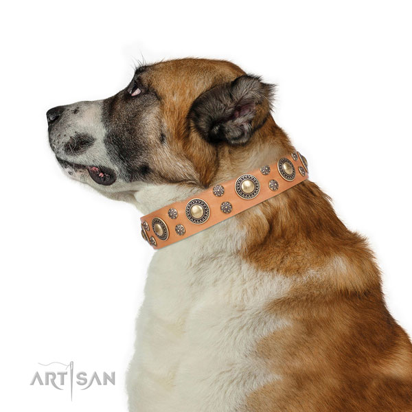 Basic training adorned dog collar of strong material