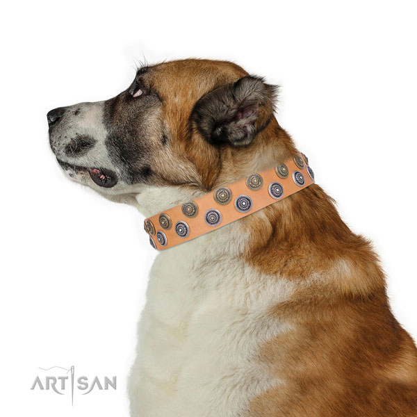 Everyday use studded dog collar of fine quality material