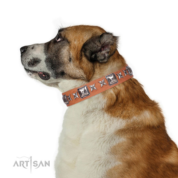 Everyday use studded dog collar of reliable material