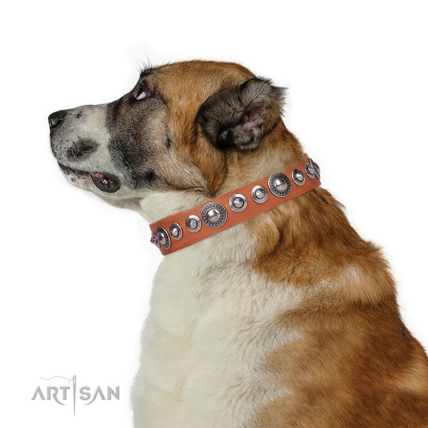 Significant studded natural leather dog collar for stylish walking