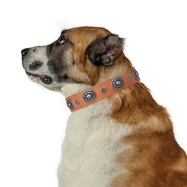 Leather dog collar with rust-proof buckle and D-ring for stylish walking