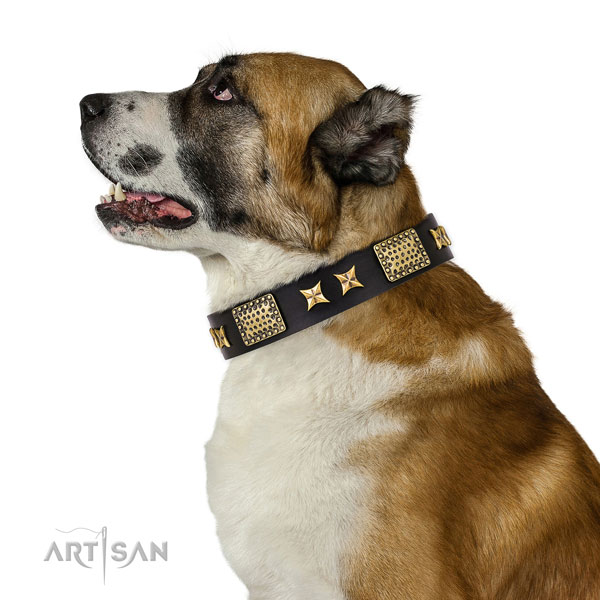 Basic training dog collar with top notch decorations