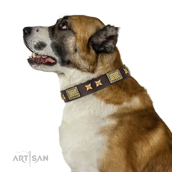 Everyday use dog collar with incredible embellishments