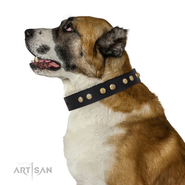 Exquisite adornments on daily use leather dog collar