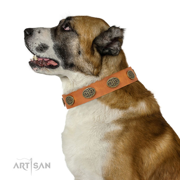 Unusual embellishments on everyday use full grain leather dog collar