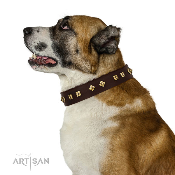 Extraordinary embellishments on basic training full grain natural leather dog collar