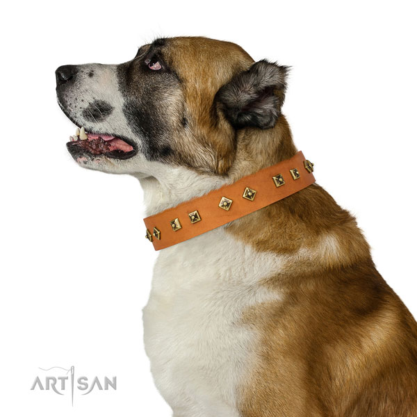 Stylish embellishments on comfortable wearing dog collar