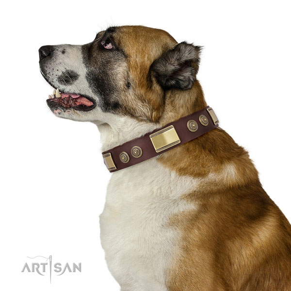 Stylish design adornments on walking dog collar