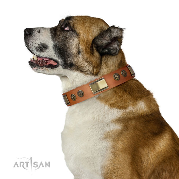 Designer decorations on everyday walking dog collar