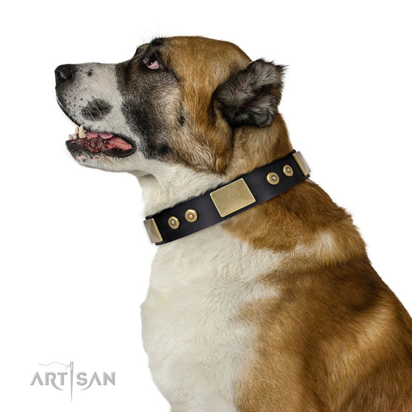 Quality fancy walking dog collar of genuine leather