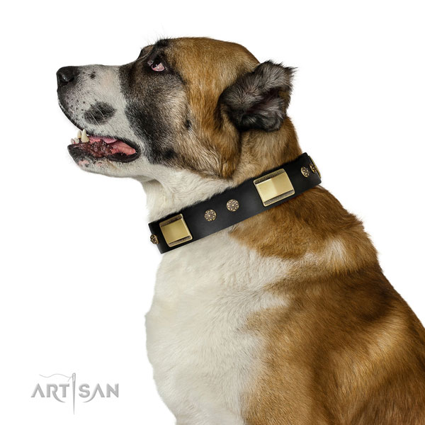 Stylish walking dog collar of genuine leather with stylish design adornments