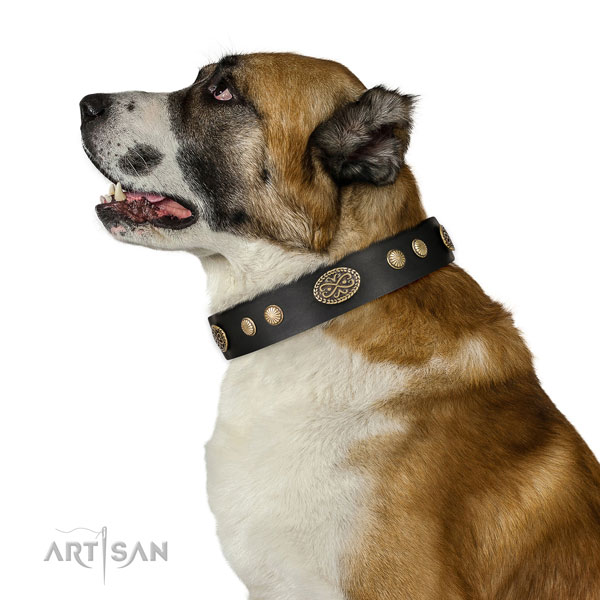 Corrosion resistant traditional buckle on leather dog collar 