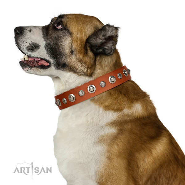 Natural leather collar with corrosion resistant buckle for your stylish doggie