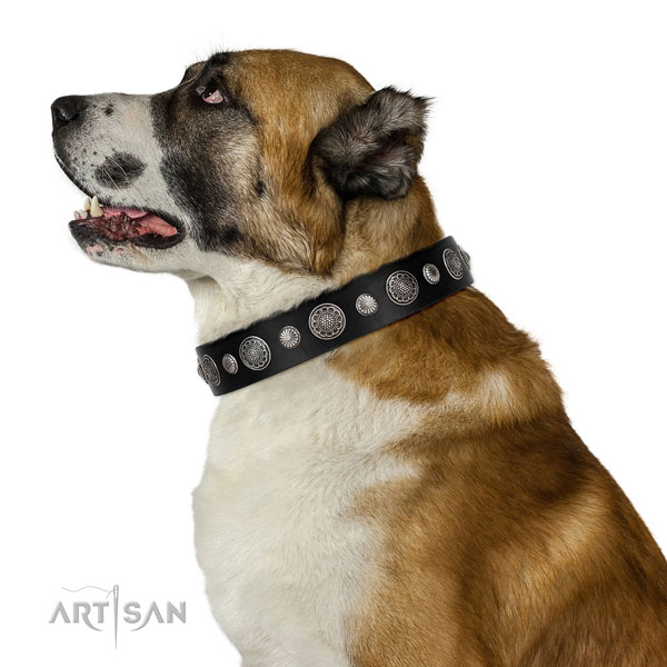 Genuine leather collar with rust resistant fittings for your stylish doggie