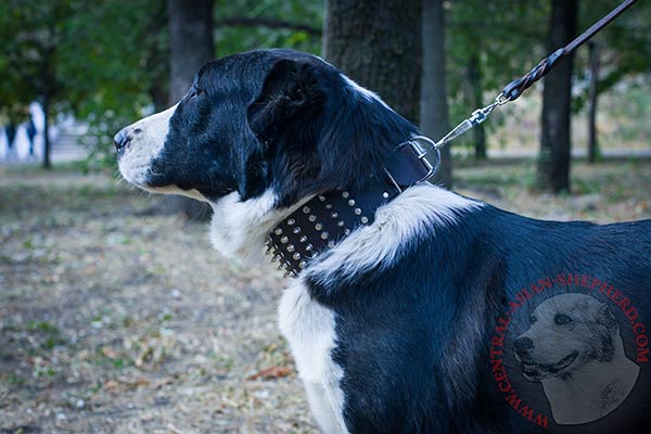 Central Asian Shepherd black leather collar of lightweight material with d-ring for leash attachment for daily activity