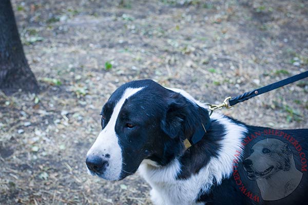 Central Asian Shepherd black leather collar of classic design with d-ring for leash attachment for stylish walks