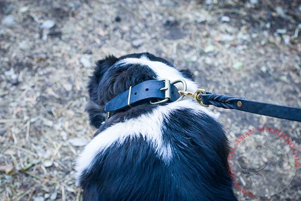 Central Asian Shepherd black leather collar of high quality decorated with spikes, studs and plates for quality control