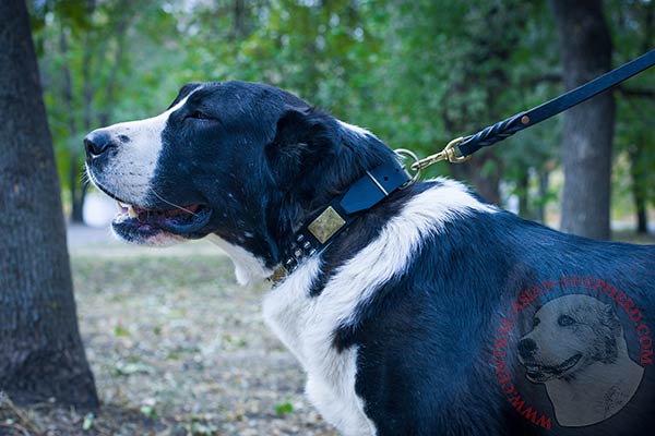 Central Asian Shepherd black leather collar with strong fittings for better comfort