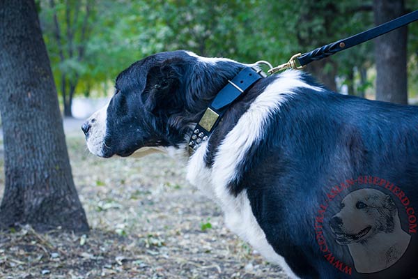 Central Asian Shepherd black leather collar with duly riveted fittings for agitation training