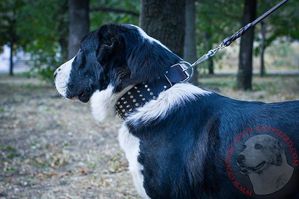 Central Asian Shepherd black leather collar of classic design decorated with spikes and studs  for better comfort