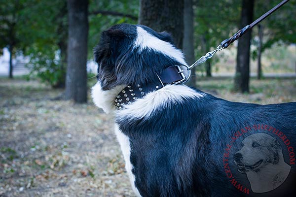 Central Asian Shepherd black leather collar with rust-resistant fittings for improved control