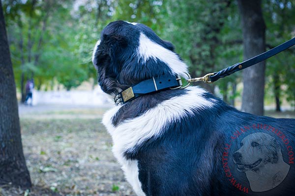 Central Asian Shepherd black leather collar adjustable  with traditional buckle for basic training