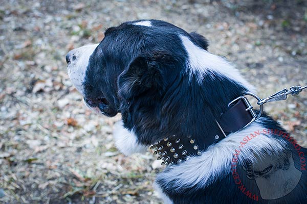 Central Asian Shepherd black leather collar with rust-free fittings for professional use