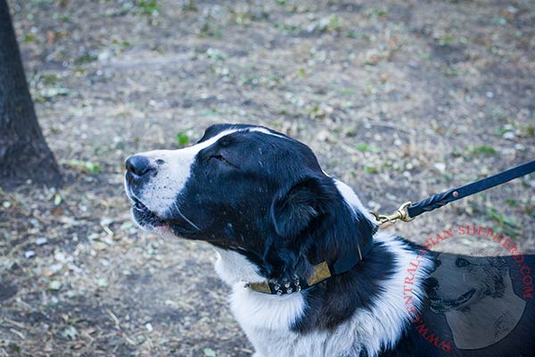 Central Asian Shepherd black leather collar with non-corrosive hardware for walking