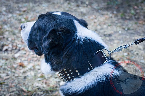 Central Asian Shepherd black leather collar with non-corrosive fittings for professional use