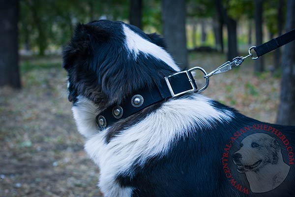 Central Asian Shepherd nylon collar adjustable with traditional buckle for stylish walks