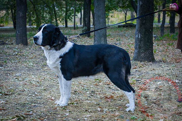 Central Asian Shepherd nylon collar of classic design with studs for daily walks