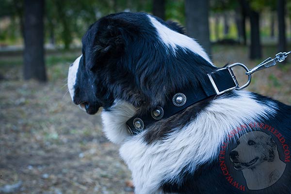 Central Asian Shepherd nylon collar with rust-resistant studs for daily activity