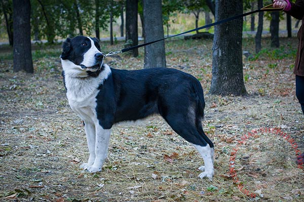 Central Asian Shepherd nylon collar with rust-free hardware for utmost comfort