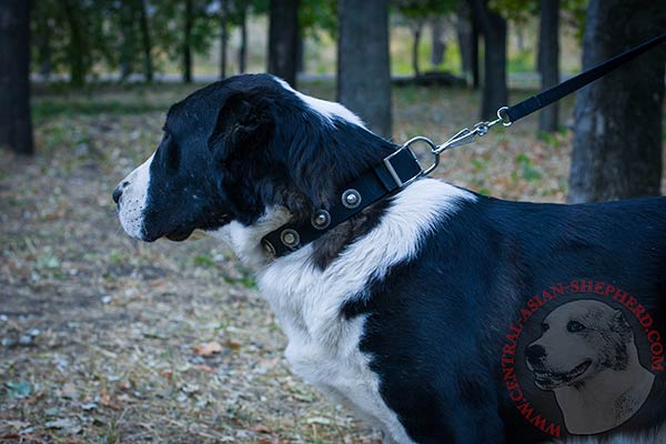 Central Asian Shepherd nylon collar of high quality with studs placed in row for walking