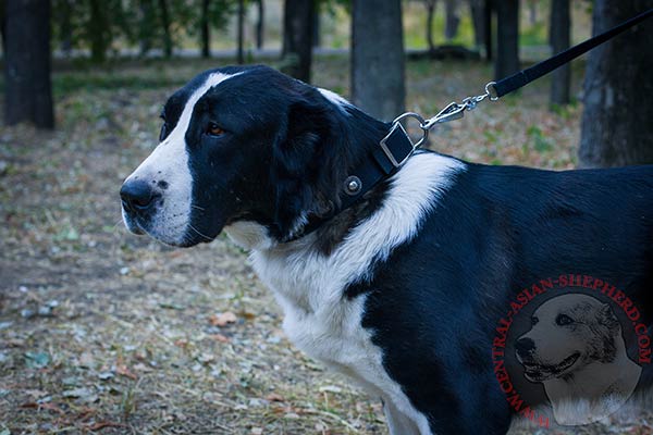 Central Asian Shepherd nylon collar with durable nickel plated hardware for walking in style