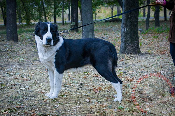 Central Asian Shepherd nylon collar with non-corrosive fittings for walking