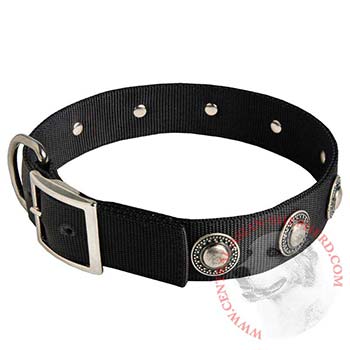 Central Asian Shepherd Dog Nylon Collar Steel Nickel Plated Conchos