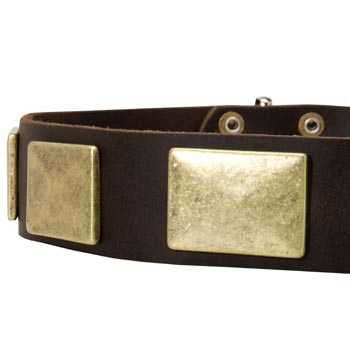 Leather Dog Collar with Massive Brass Plates for Central Asian Shepherd