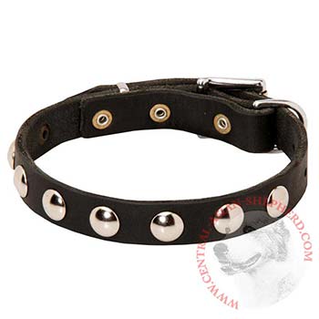 Leather Central Asian Shepherd Collar Studded for Puppies